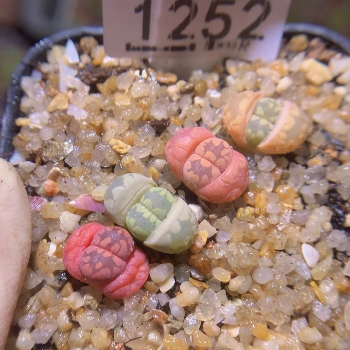 Sss精品生石花1252