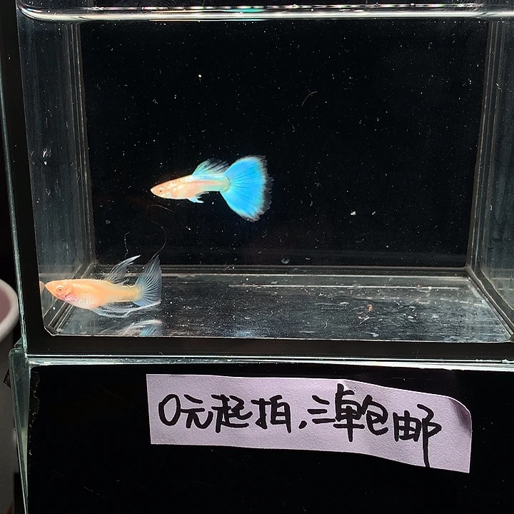 孔雀鱼蓝白大c一对