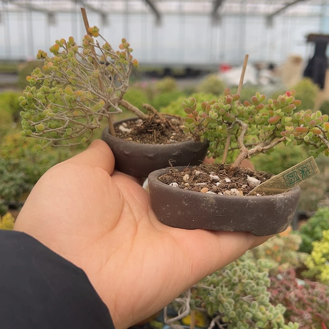 金桔造型桩两颗……