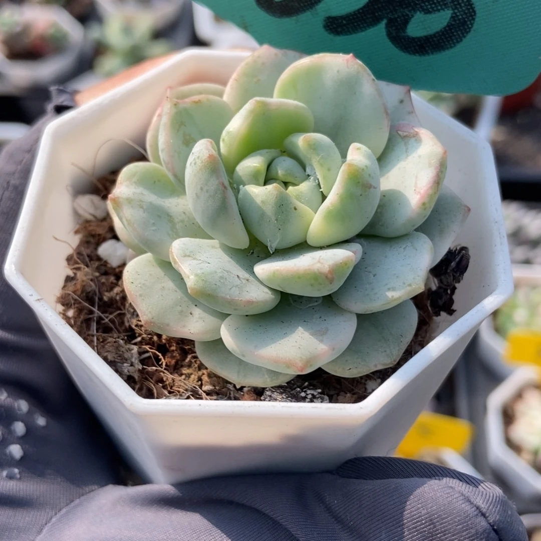 1836香草锦多肉植物多肉