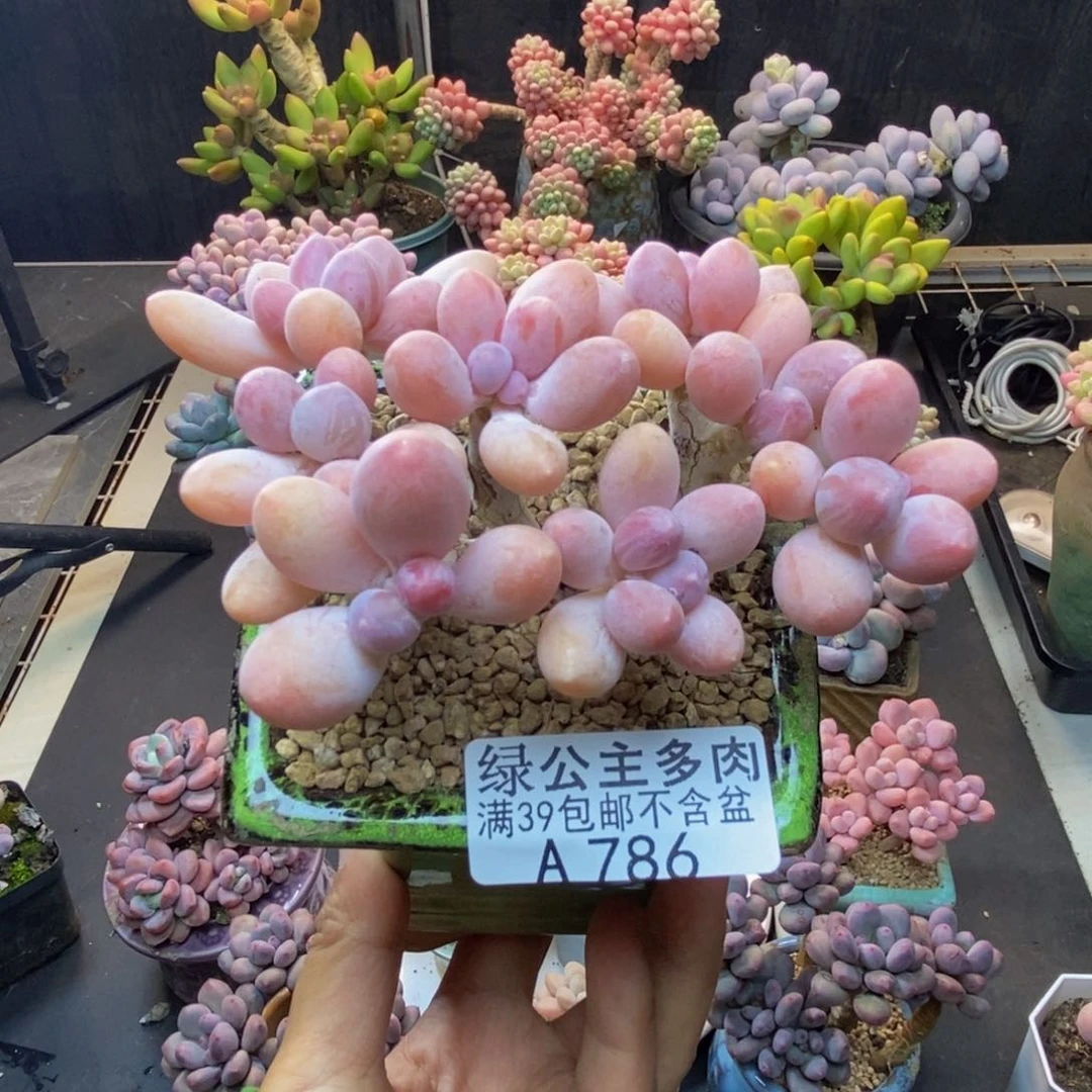 786香水手指奶多肉8c m