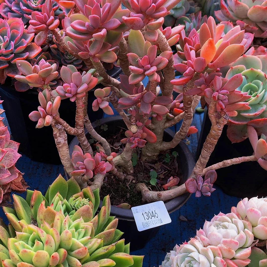 陈***姐紫星13046多肉多肉