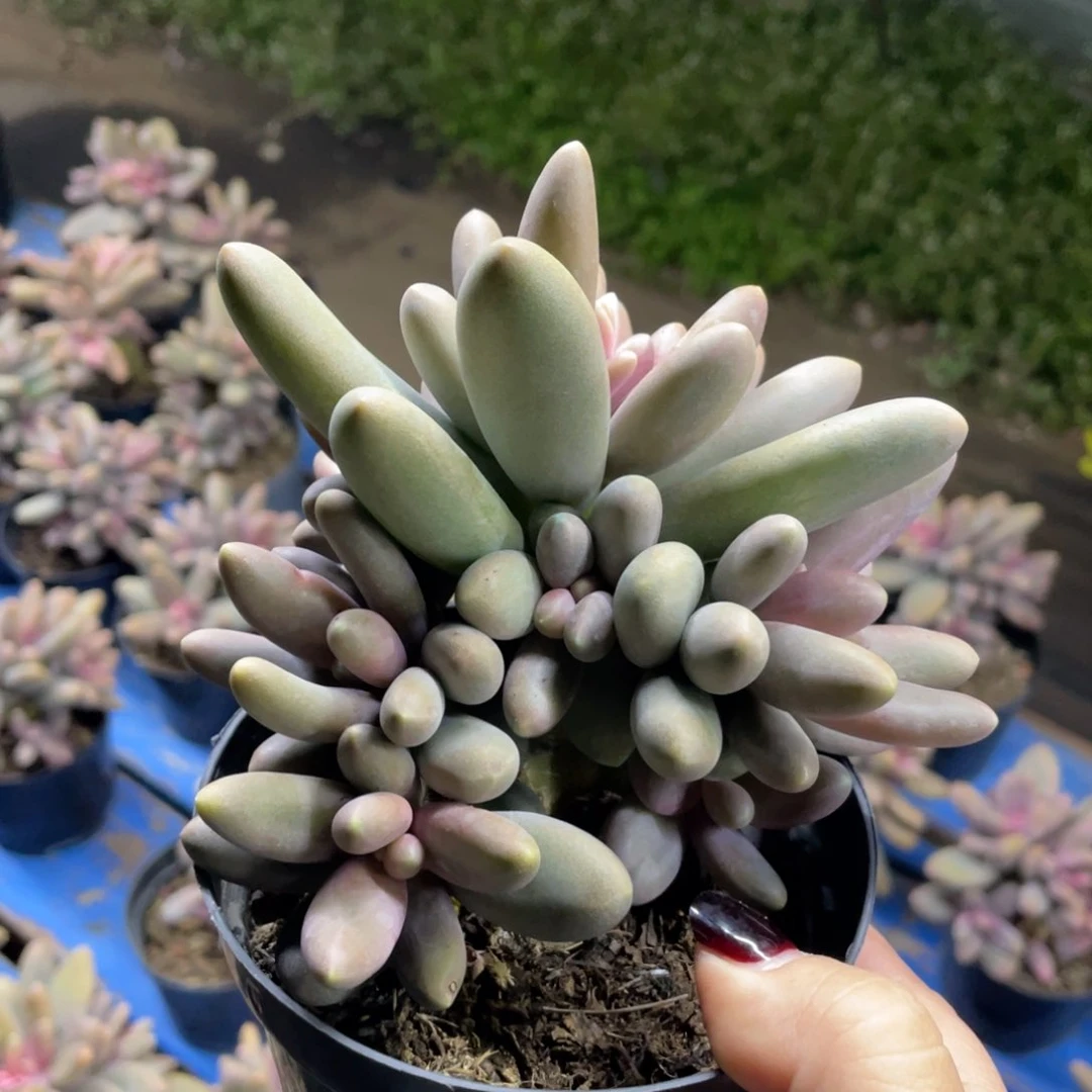 糖果美人群生七头无砍38