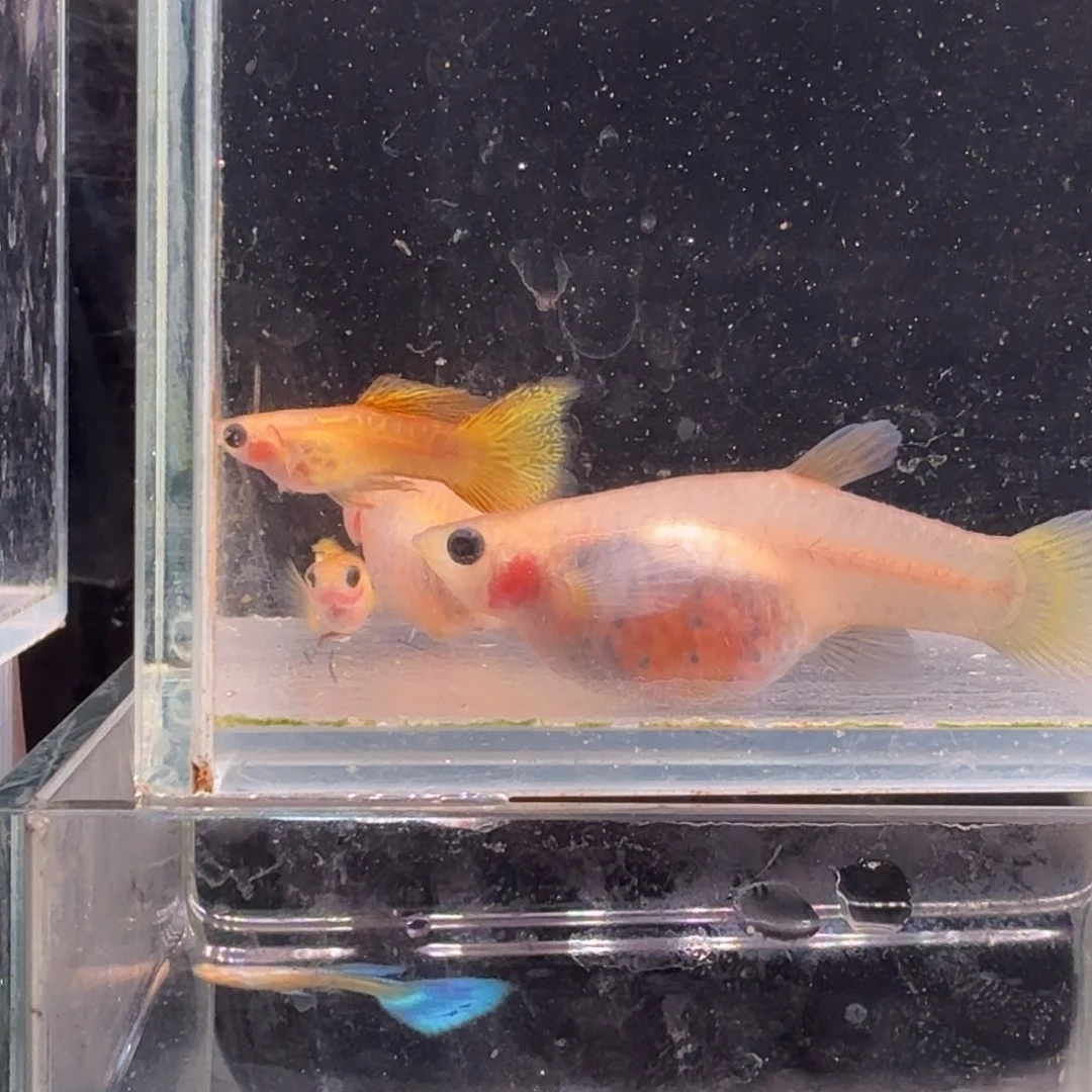 孔雀鱼黄金蕾丝玻璃猫2对