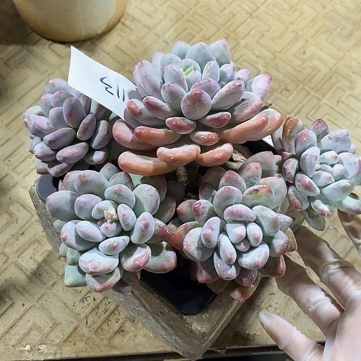 小七夕多肉香水113