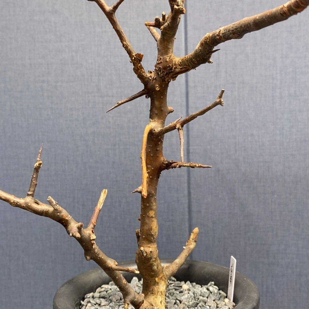 龙角没药产地熟桩