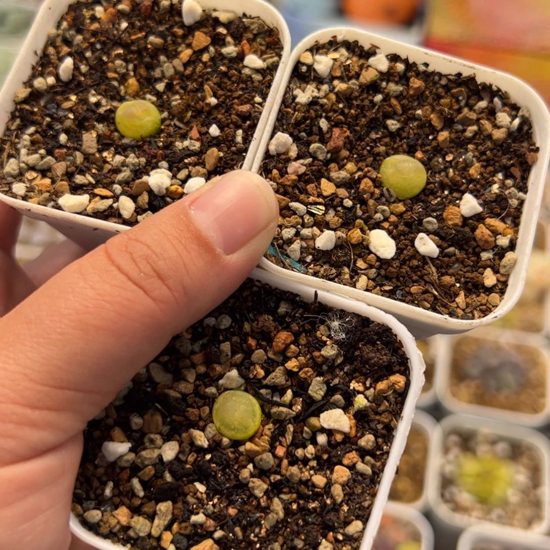 741多肉植物百科