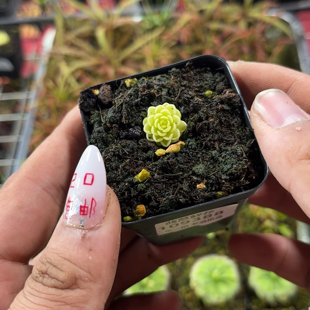 ****。109388一物一拍单头发货