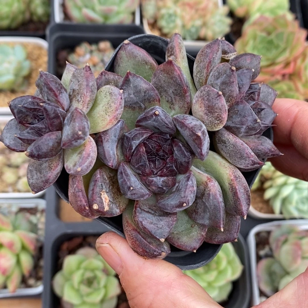 精品多肉一物一拍不包整160