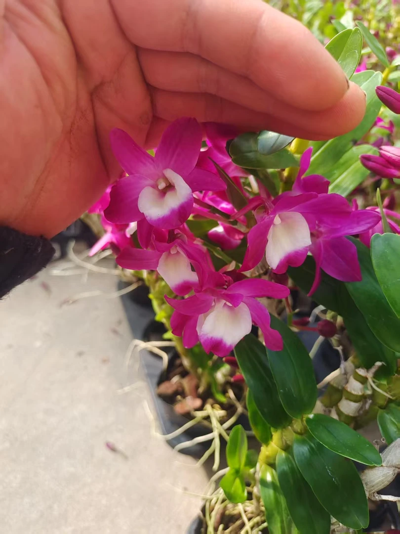 红梦幻春石斛  蜡质感强 花香花期长带花包