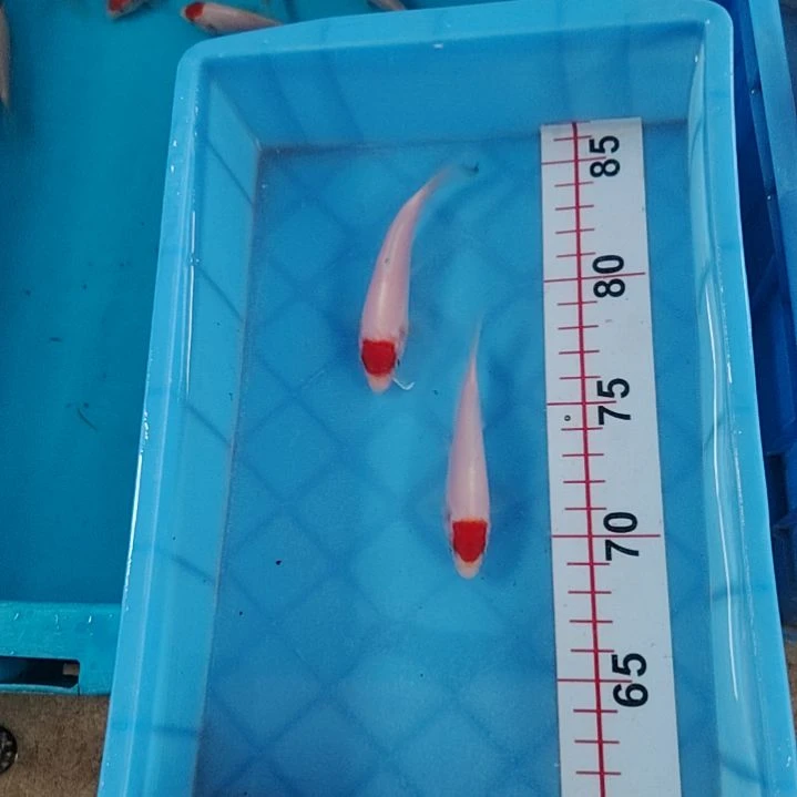 海水顺丰包邮开箱包活1