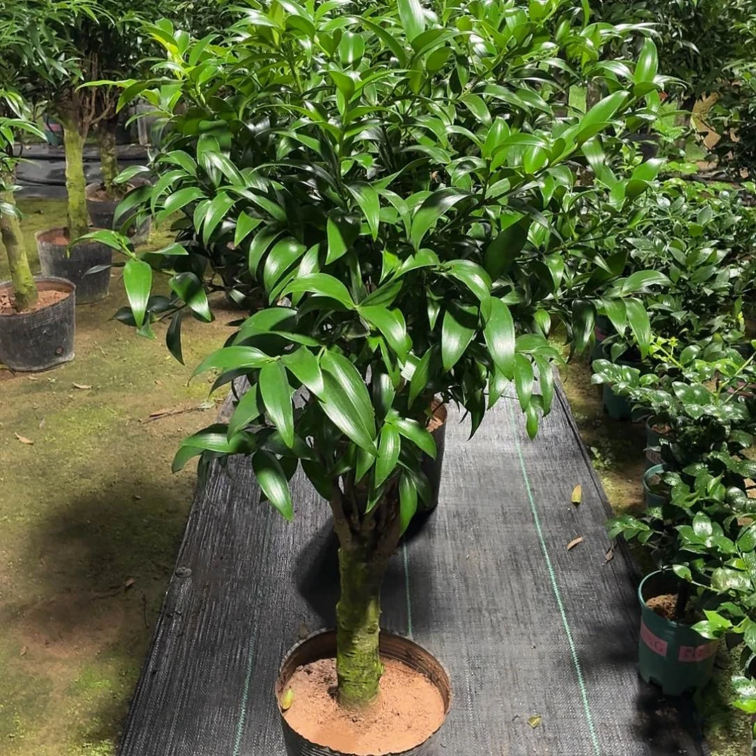 完全开放竹柏老桩一物一拍顺丰包邮