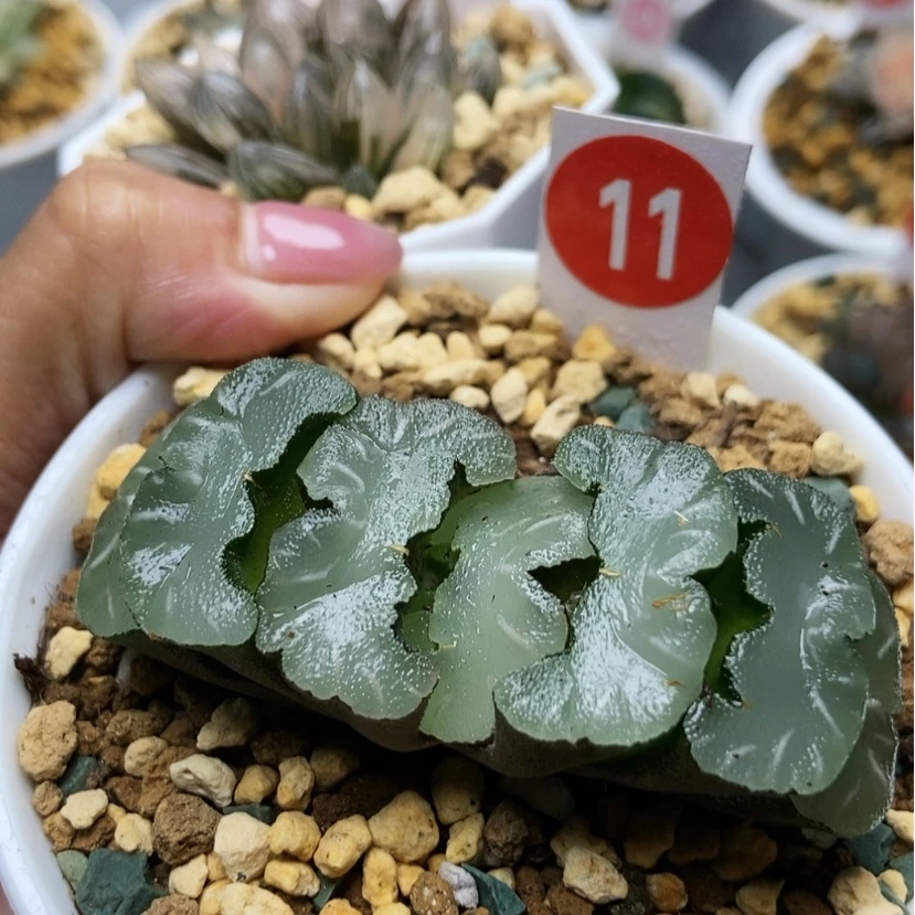 【闪购商品】超*霓虹灯玉扇8