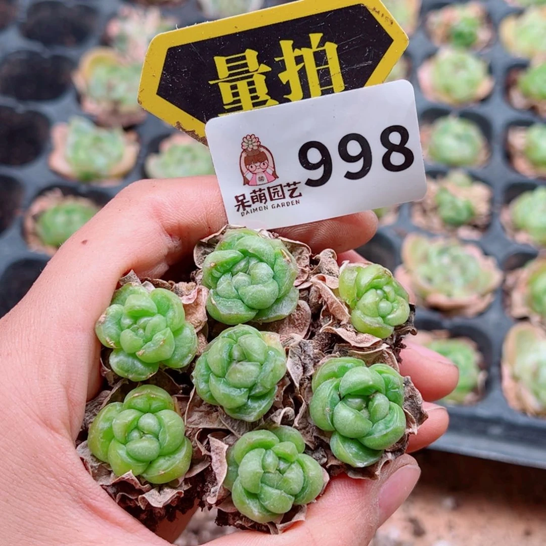 多肉植物多肉植物