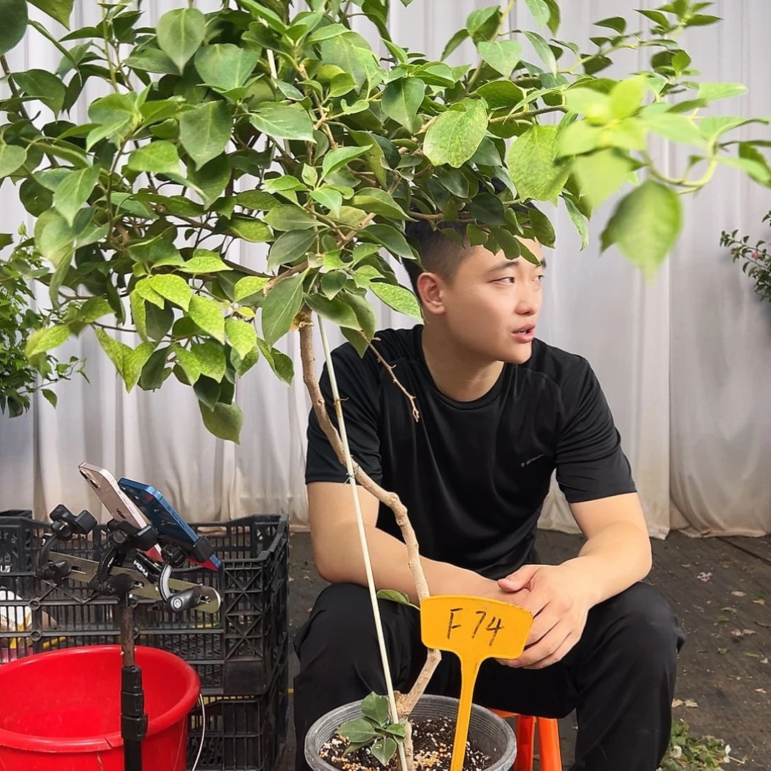 安***素当前无花栽培后可以开花F74
