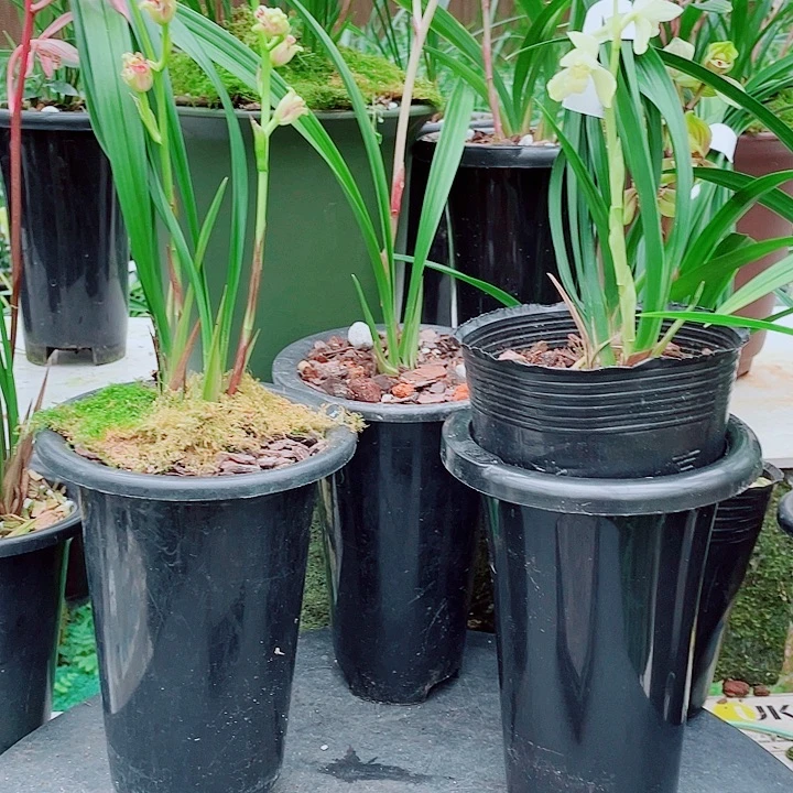 Q***.无花朵一物一漂亮开花