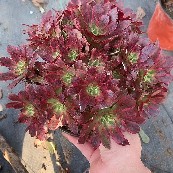 313安娜锦多肉植物