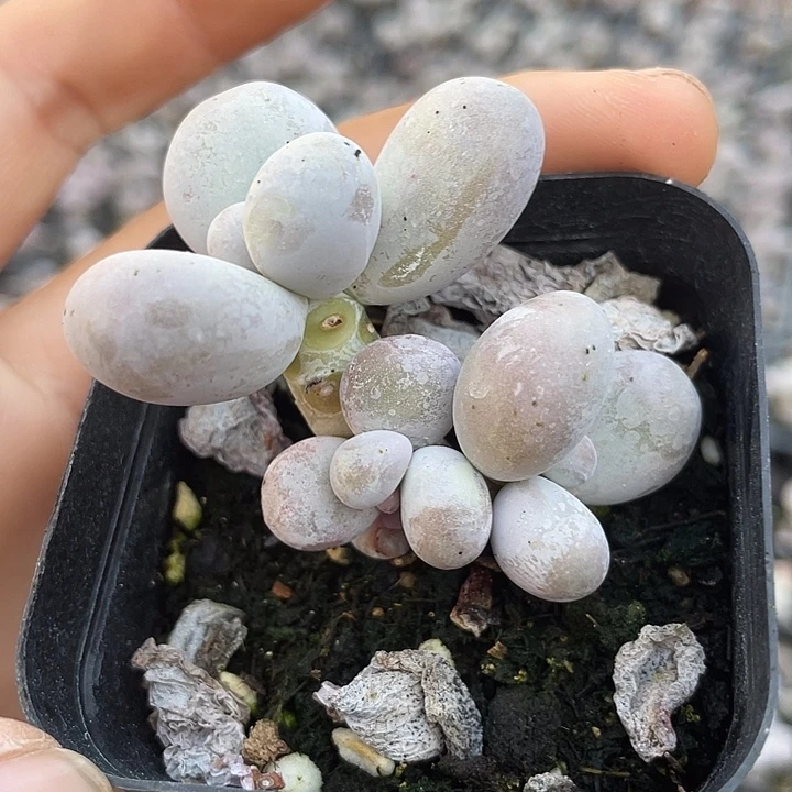 一物一拍群蛋黄奶