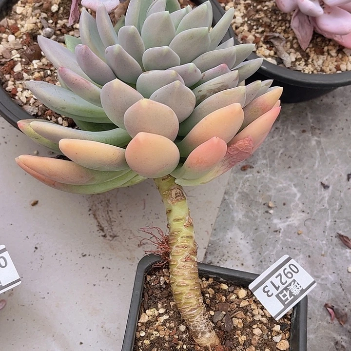 胖美人09213多肉植物