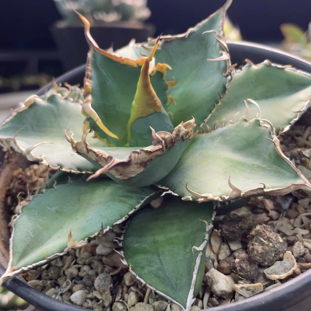 灯养绿幽灵8888885555555