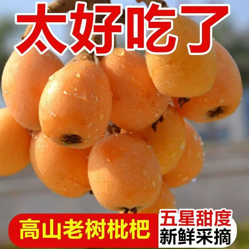 【四川大五星枇杷】四川新鲜上市现采现发新鲜应季