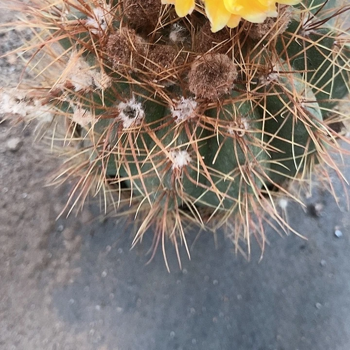 青王仙人球357889