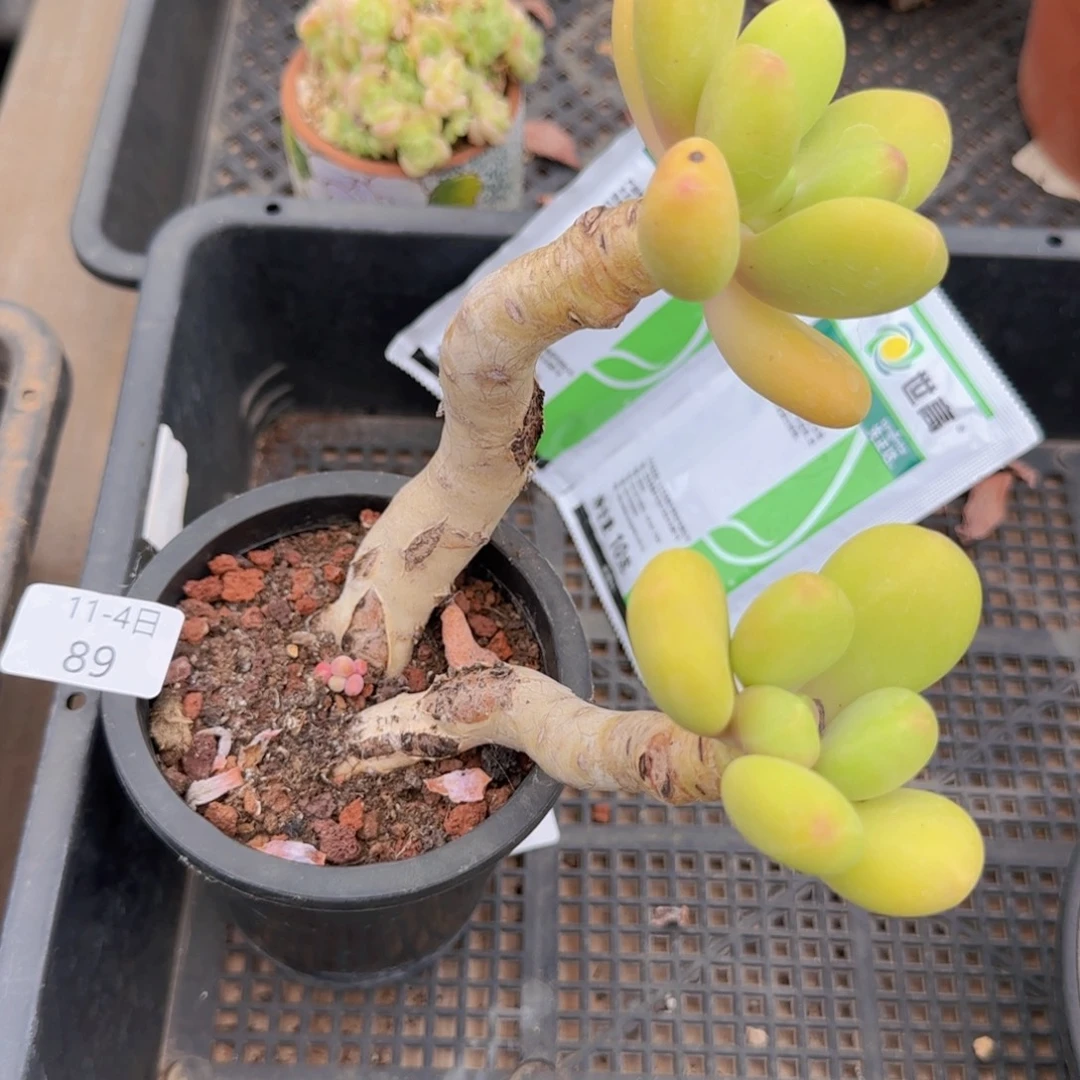 摩***才芒果奶老桩一颗脱土