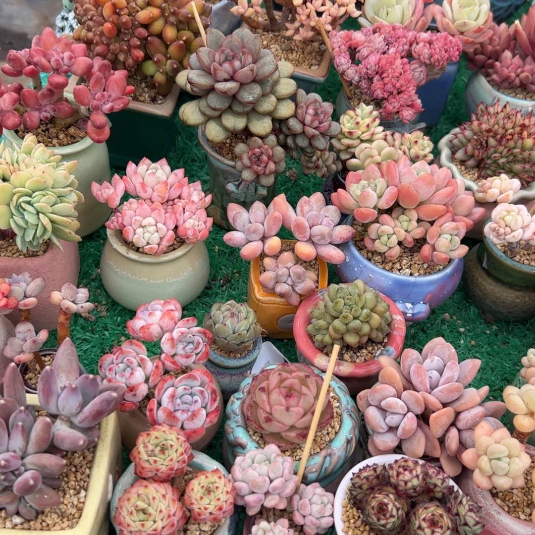 D****?多肉植物组合