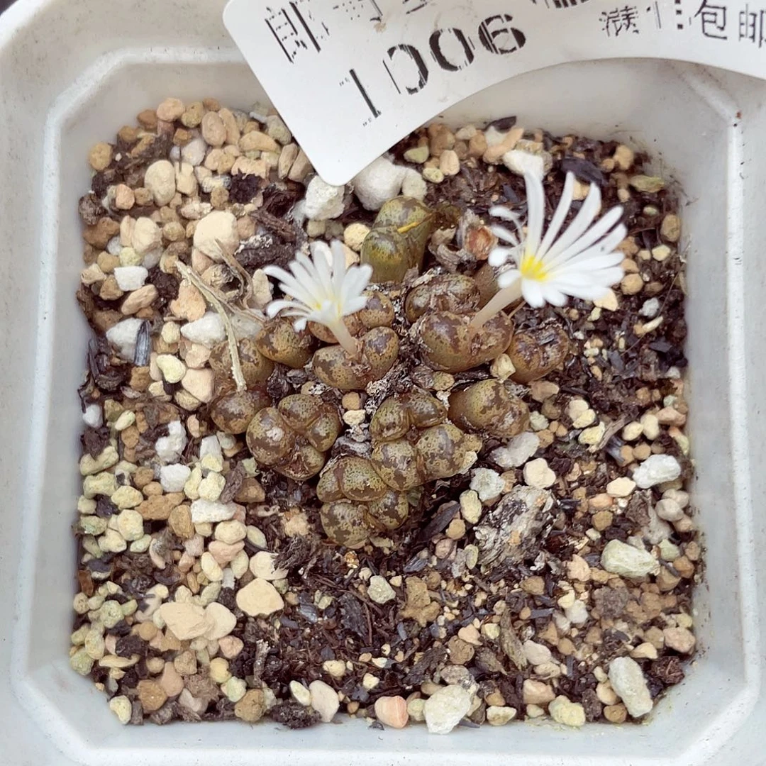 生石花满18包邮1006-314