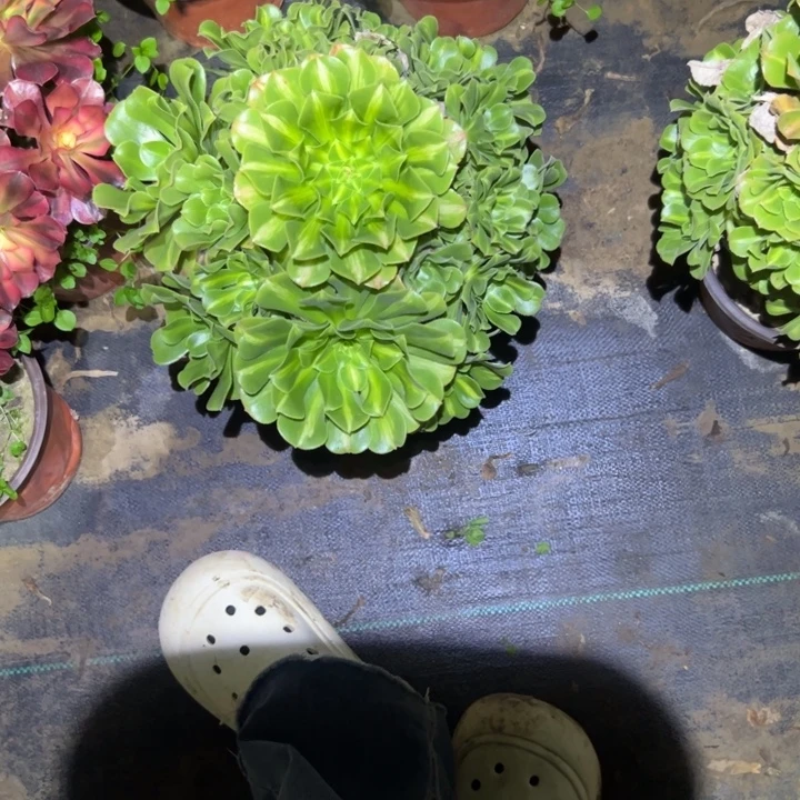 不包侧枝一物一拍104