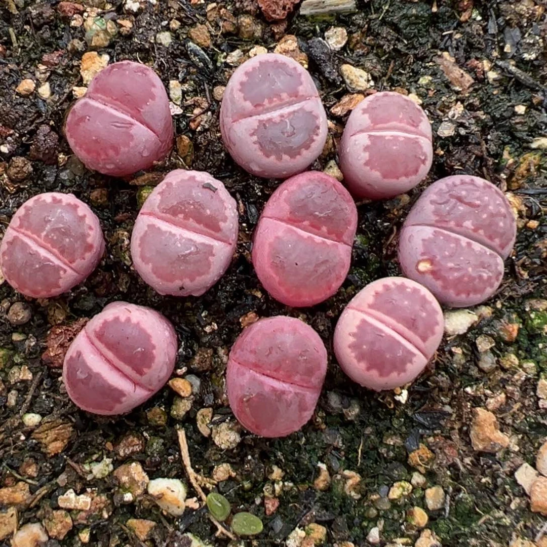 2.13好看的多肉301