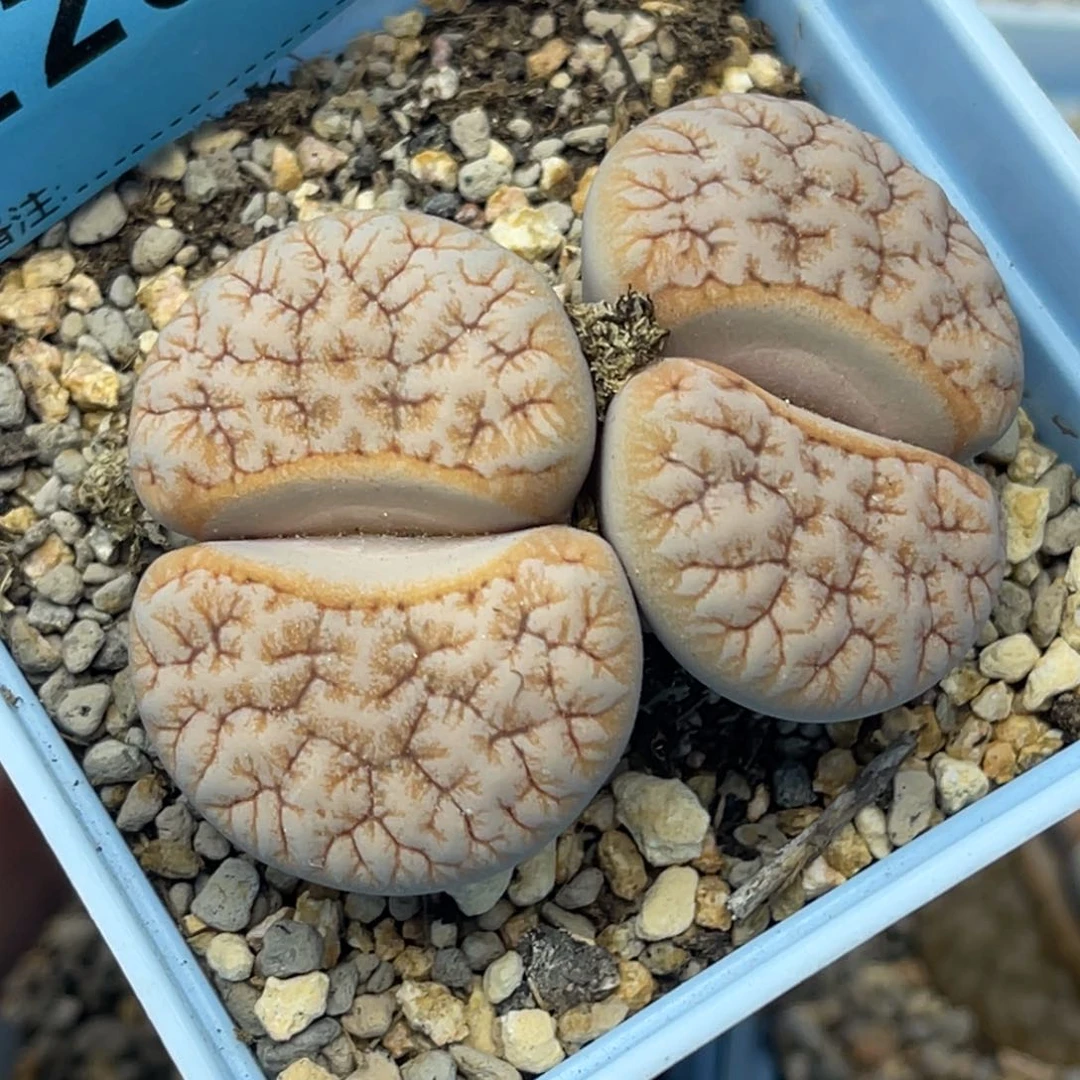 2900双头铁189一颗有睫毛