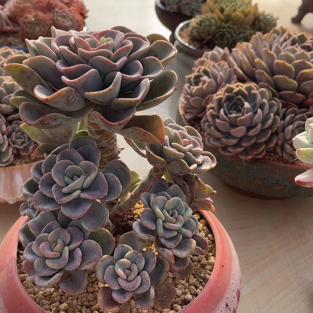 美尻多肉多肉多肉