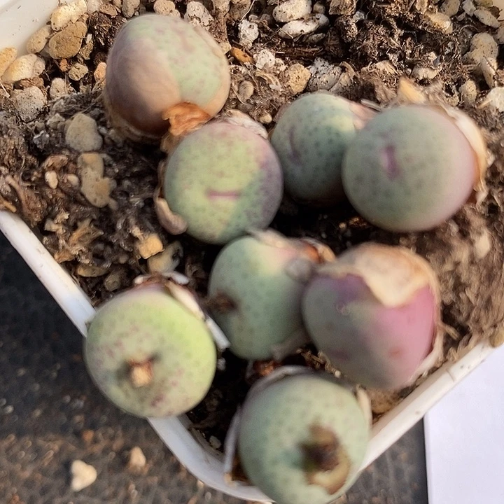 1346大型奶油嘴一颗。