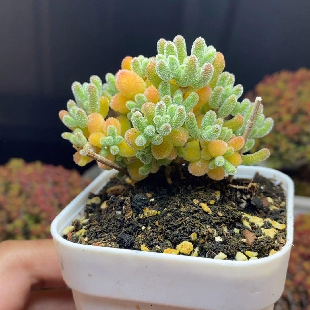 无花朵47号优选冰晶枝干