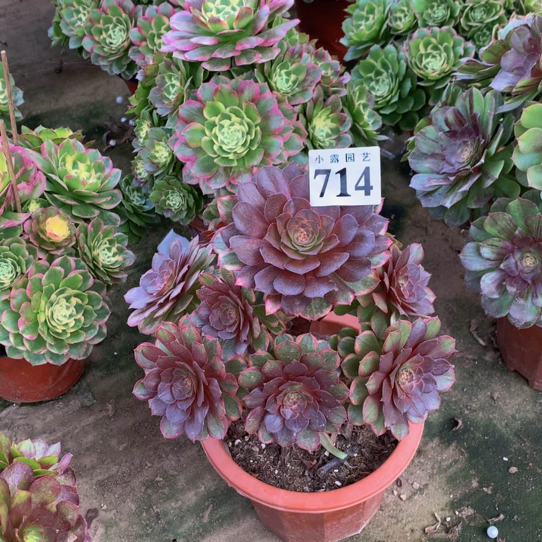 坤*多肉植物714红丝绒88888
