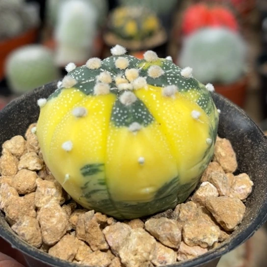 完全开放实生星兜锦