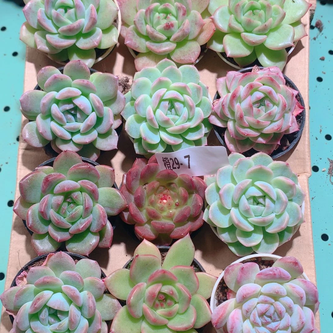 29-7一物一拍多肉带盆18颗