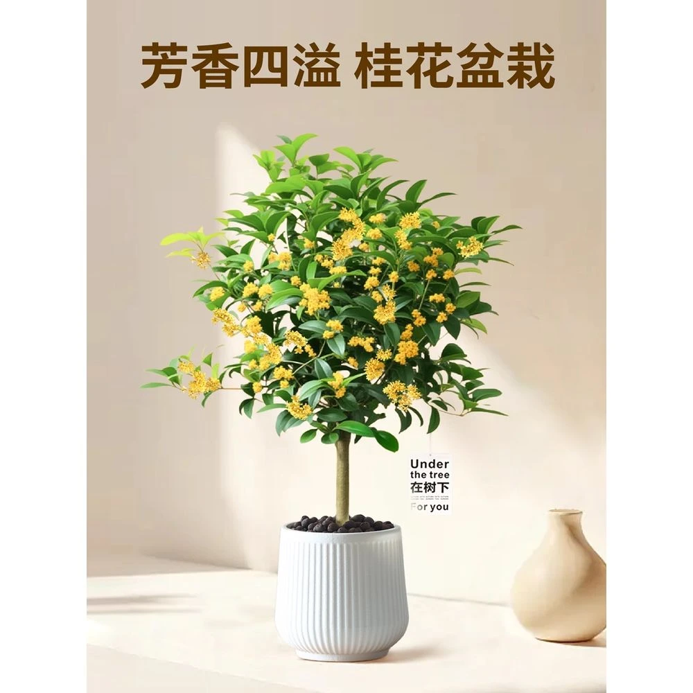 桂花树苗四季桂盆栽可食用室内阳台庭院浓香型花卉植物懒人好养活