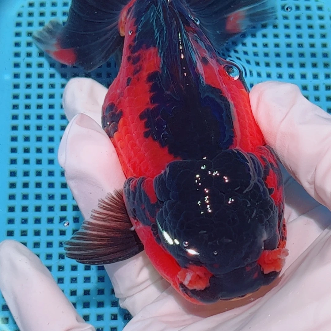 狮头鱼直播间一物一拍打氧气 20