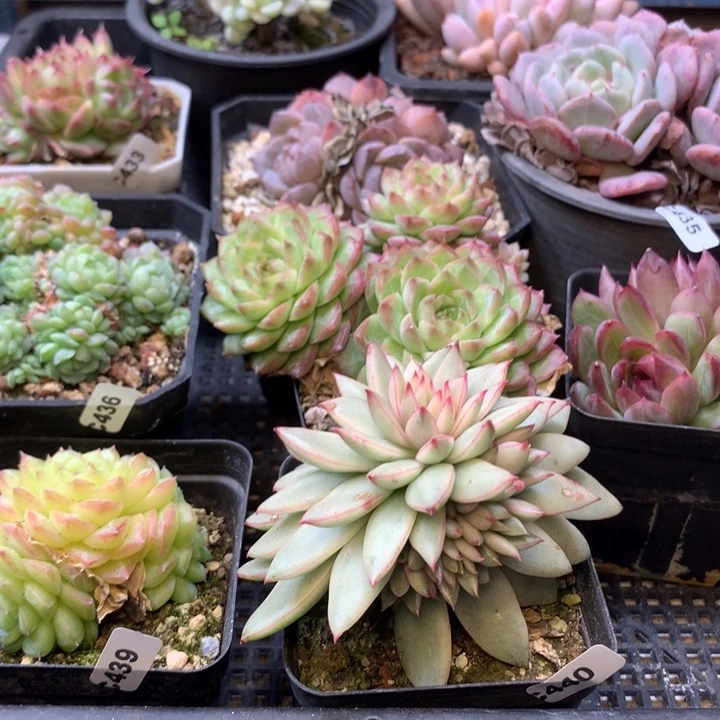 马***倩双头红茶找个好看的