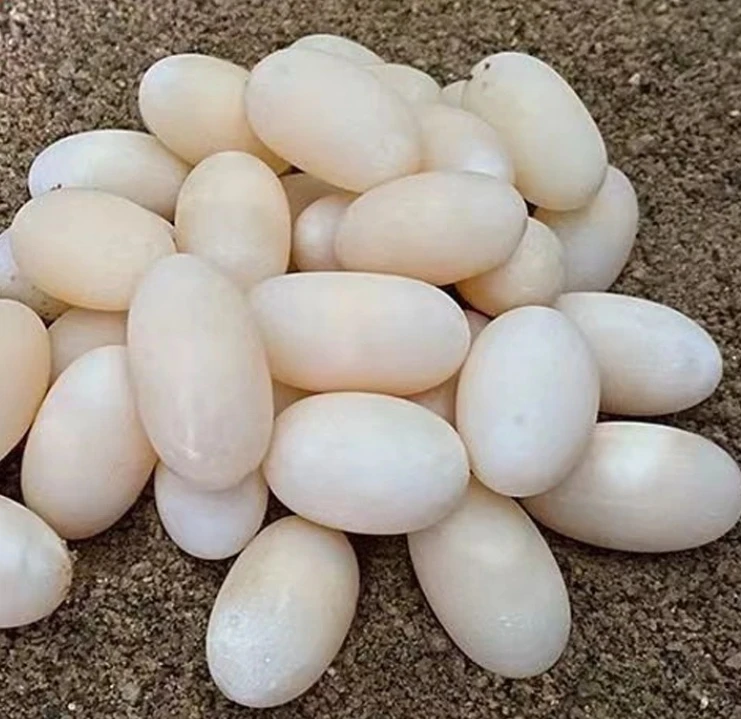 可孵化【一盒3枚】不可食用草龟蛋 中华草龟