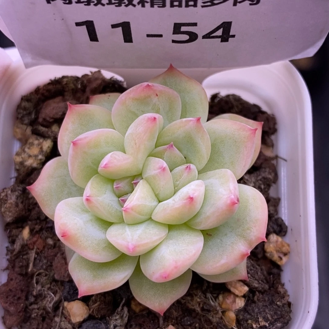 【闪购商品】11-54寒绯