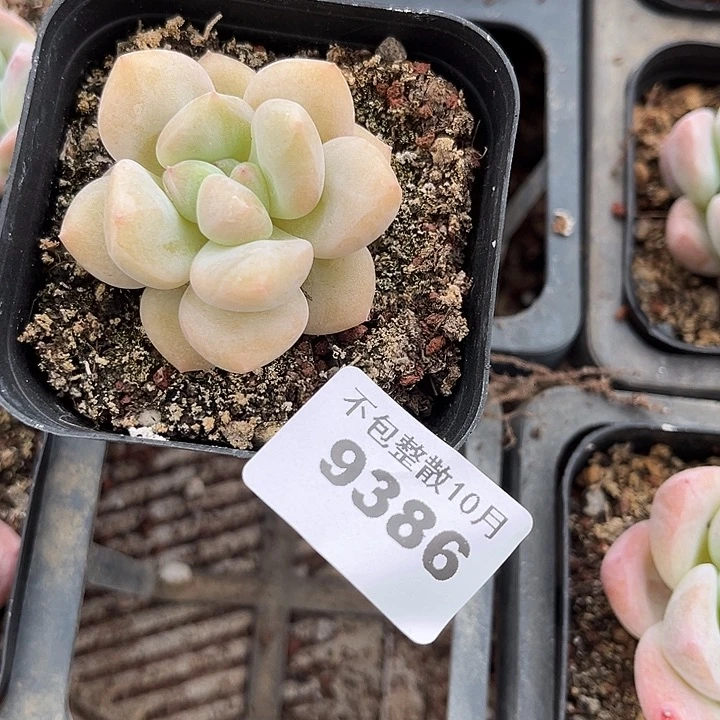 是***呀阿雅园艺。       9386