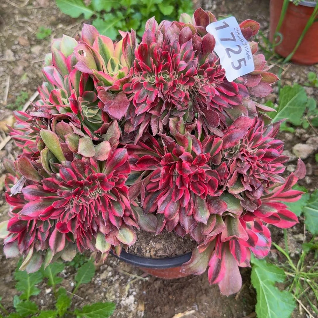 1755香妃缀。多肉植物
