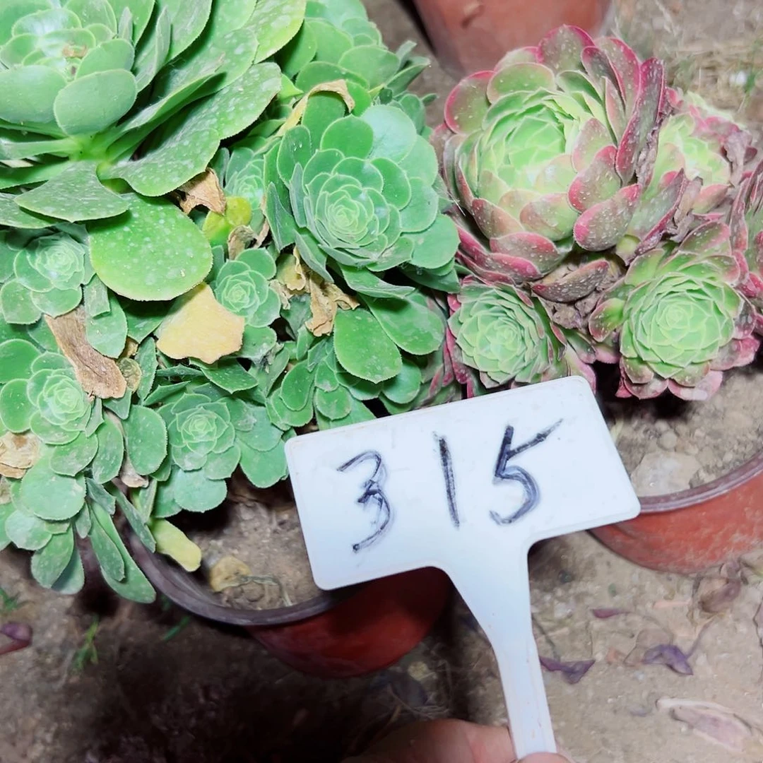 多肉植物组合2个小