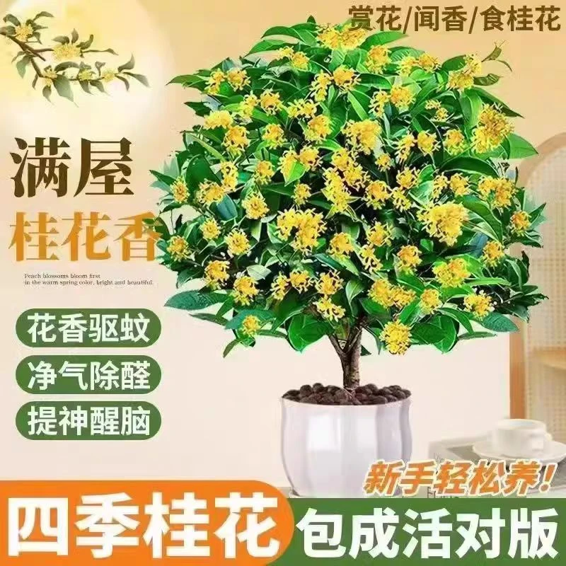 六年桂花树苗四季桂盆栽室内阳台庭院地栽大树开花不断花卉