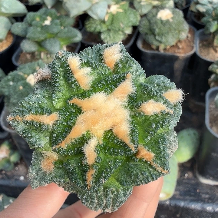 无花朵896金毛辛顿牡丹