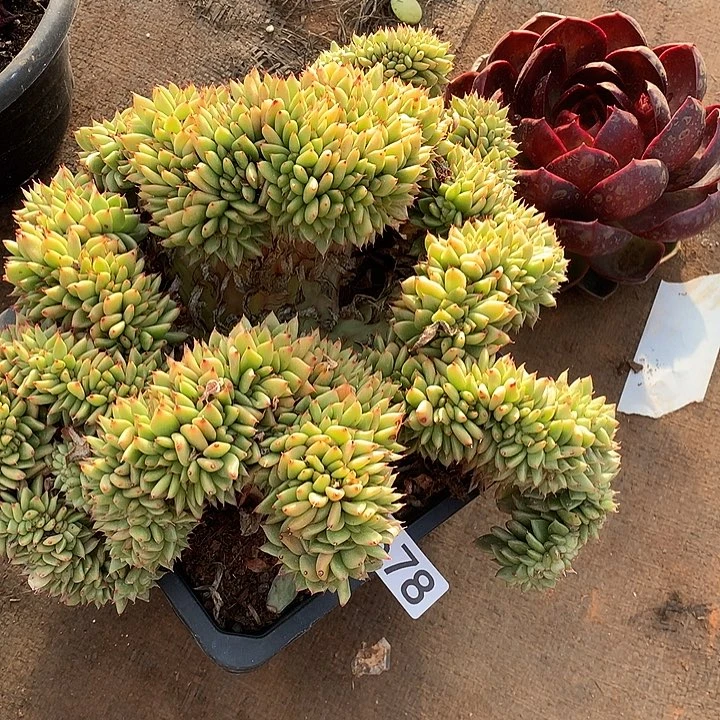 678东云缀 一物一拍多肉