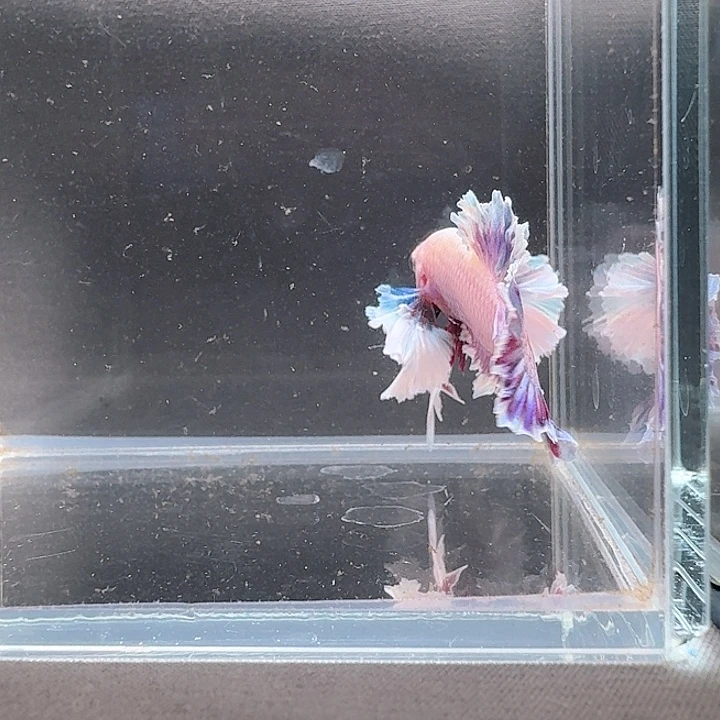 海水鱼107号印尼pk